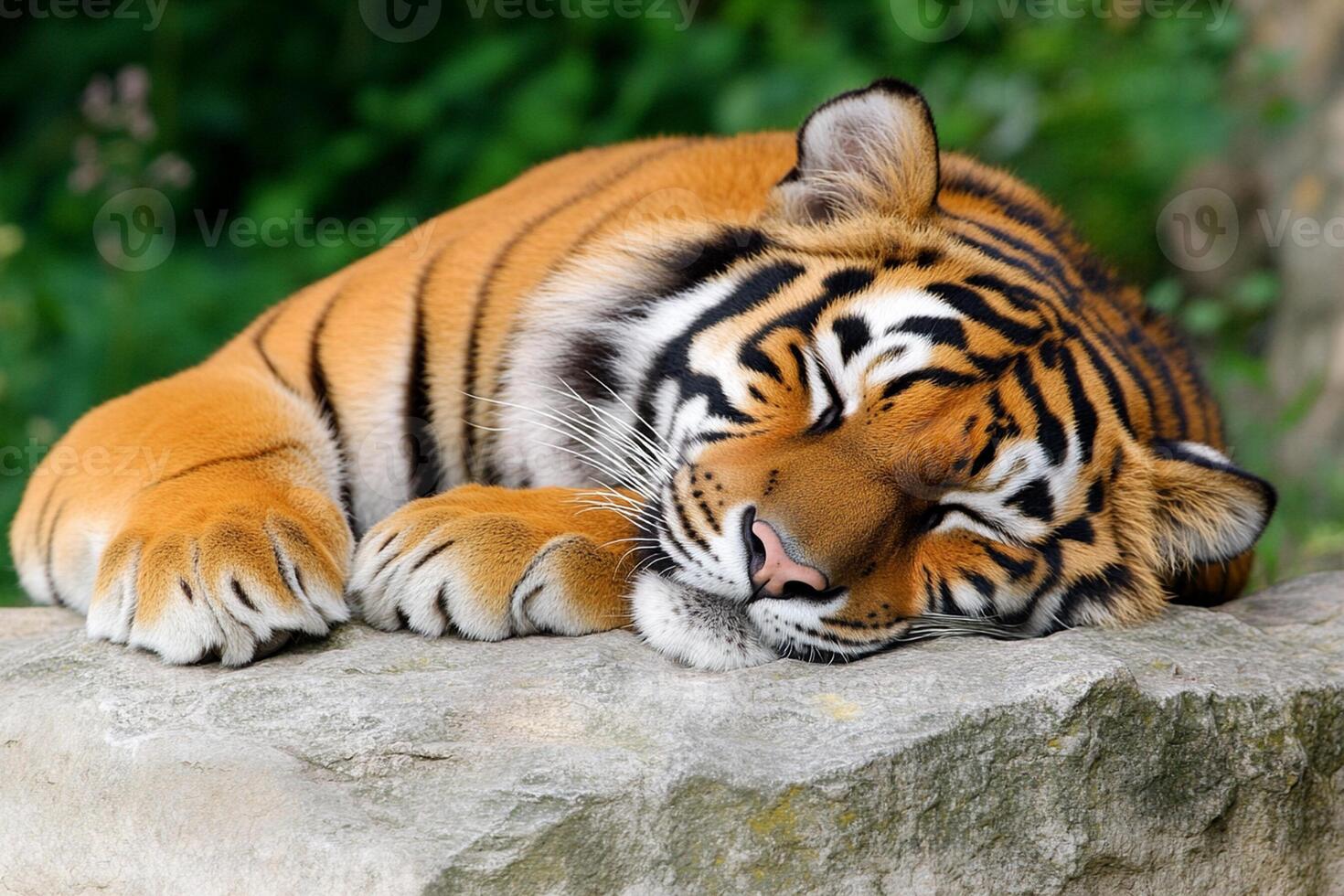 a-tiger-sleeping-on-a-rock-in-the-wild-photo